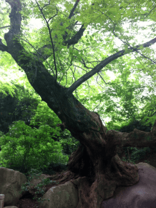 Baum Südchina