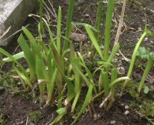 Chinesischer Schnittlauch