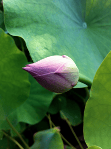 Im Tempelgarten außerhalb Pekings