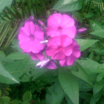 Phlox
